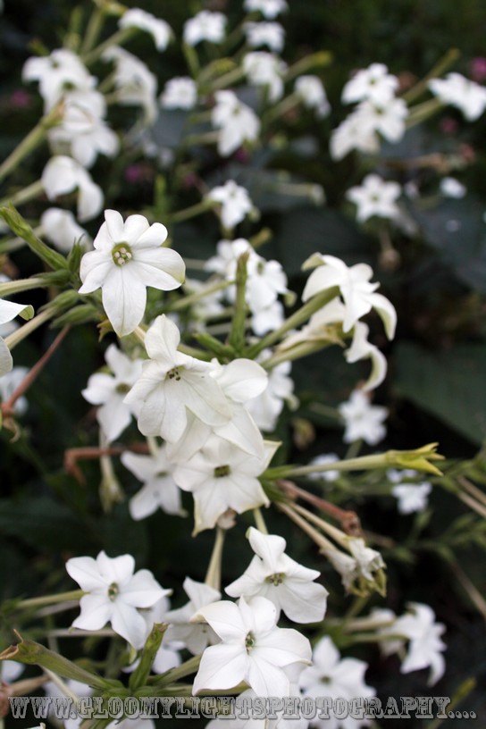 nickkarinawedding (108)