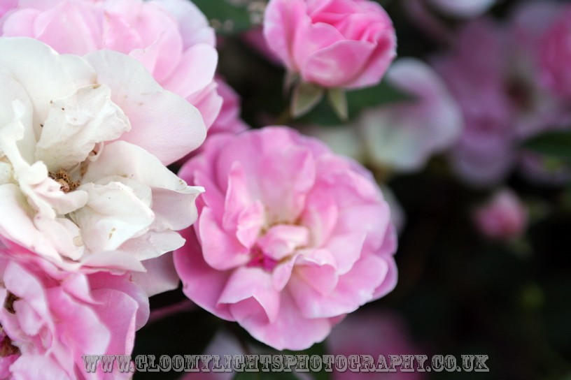 nickkarinawedding (87)