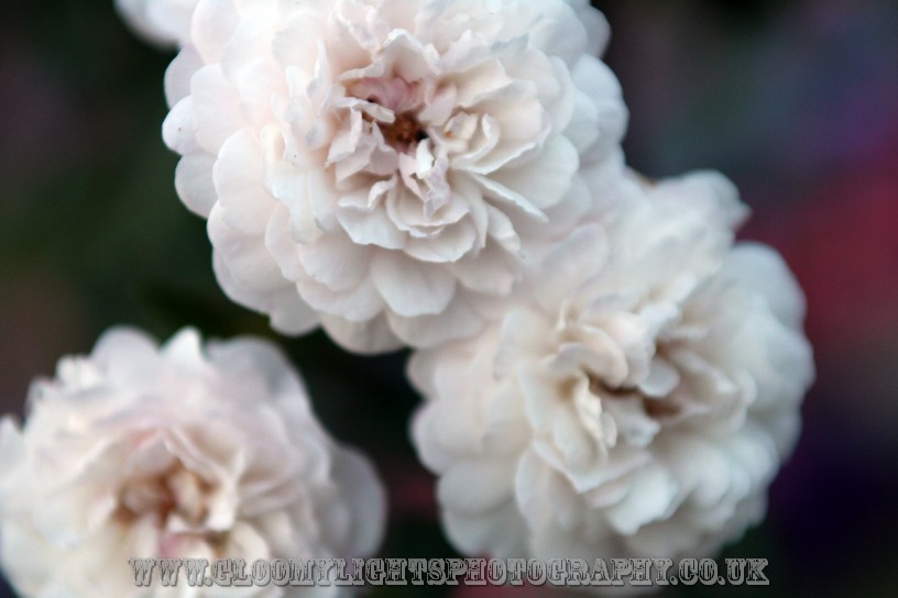 nickkarinawedding (88)