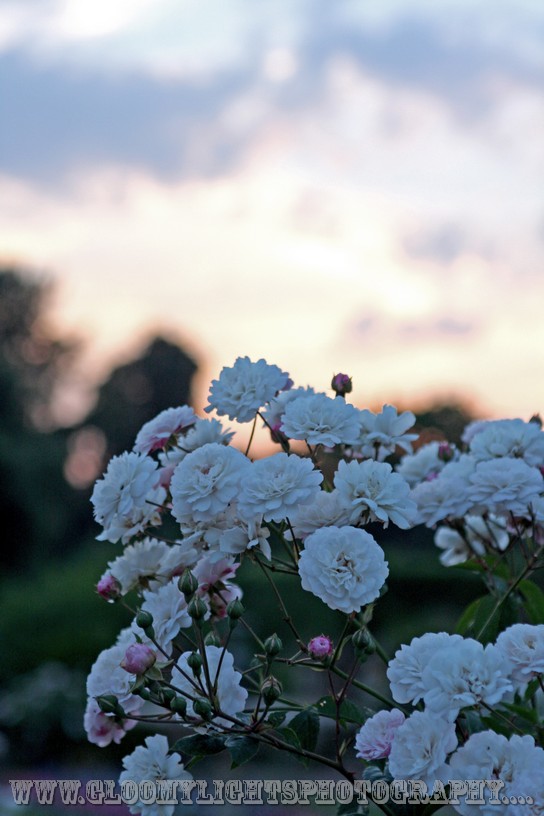 nickkarinawedding (89)