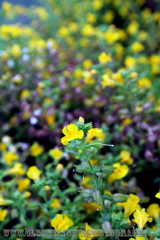 nickkarinawedding (94)