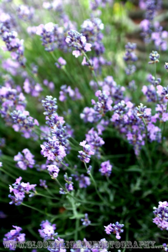 nickkarinawedding (97)