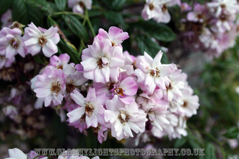 nickkarinawedding (98)