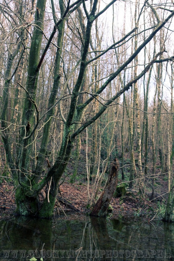 woods (23)